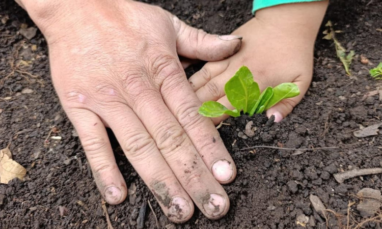 Manos adultas e infantiles protegen plántula verde sembrada en suelo fértil bogotano