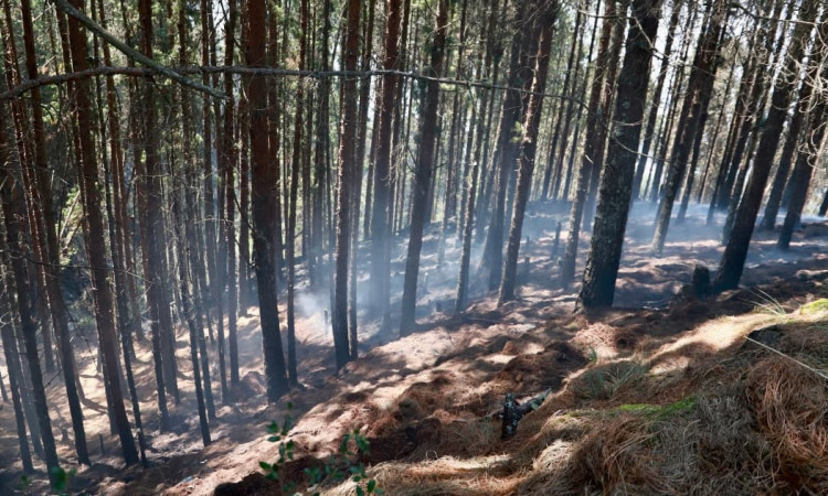 Bosque de pinos con humo visible tras incendio forestal en Bogotá