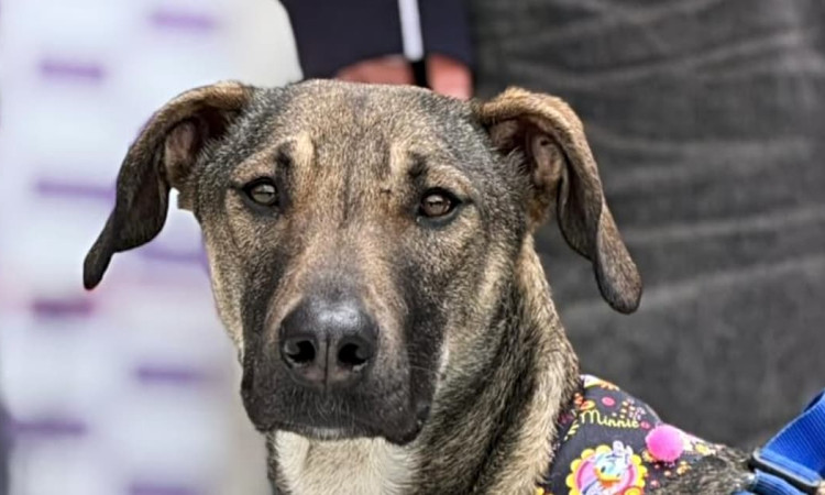 Perro mestizo en Bogotá porta arnés colorido con personas al fondo