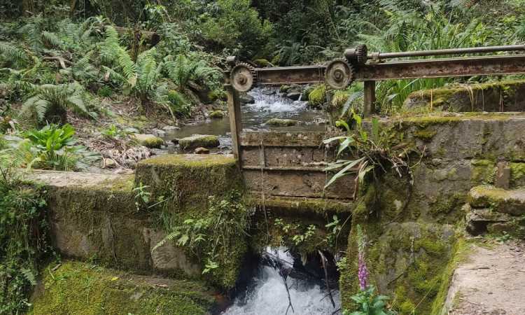 Foto que muestra árboles y una salida de agua 