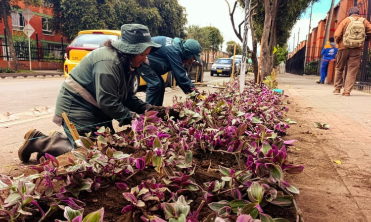 Personal del Jardín Botánico siembra plantas ornamentales en andén urbano del Tintal