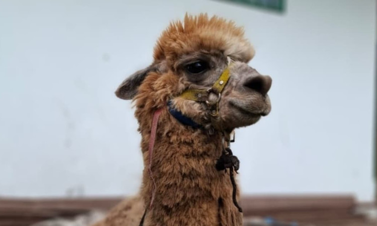 Primer plano de llama rescatada en Bogotá que será trasladada a un nuevo hábitat en Medellín