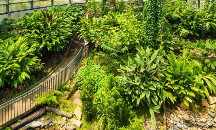 Sendero curvo rodeado de vegetación abundante en el Tropicario del Jardín Botánico de Bogotá