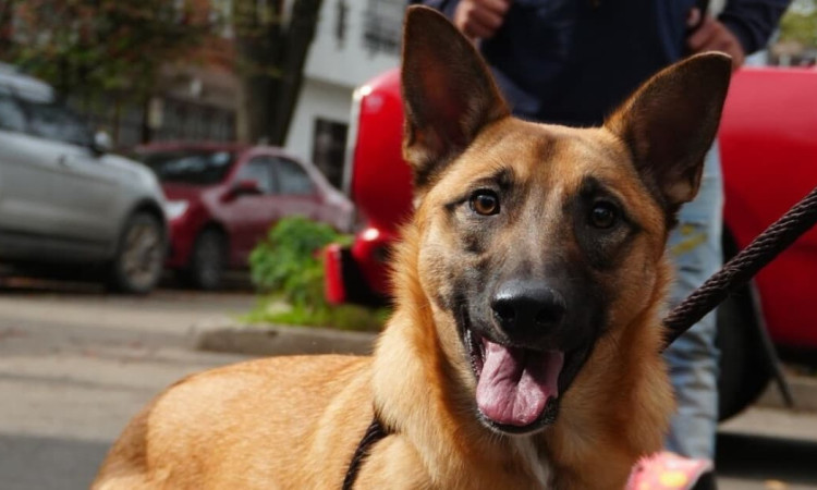 Perro con correa acompaña a persona en calle de Bogotá y mira a la cámara