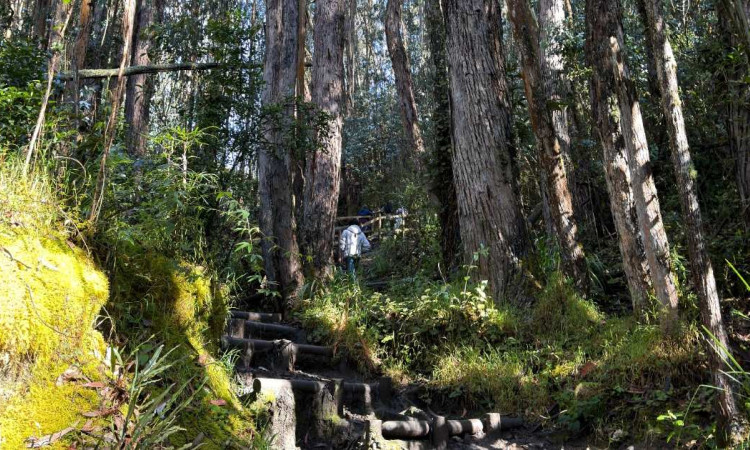 Foto que muestra árboles en un sendero ecológico 
