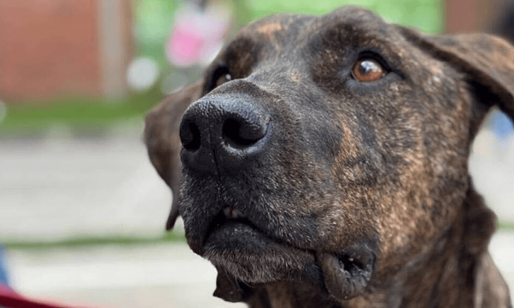 Primer plano de perro de pelaje atigrado durante jornada de adopción responsable del IDPYBA en Bogotá, con mirada al frente y fondo desenfocado.