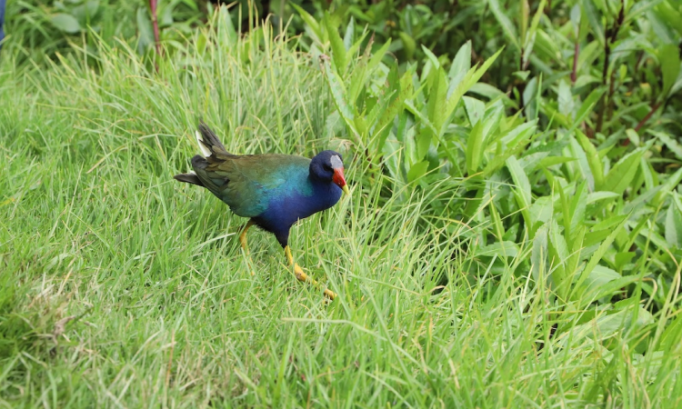 Imagen de una tingual azul en el cesped