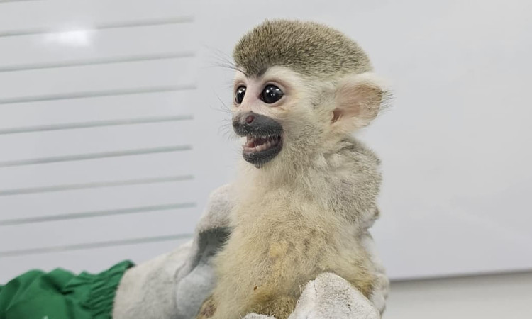 Mono ardilla juvenil recuperado por las autoridades ambientales de Bogotá durante operativo de protección y rescate de fauna silvestre.