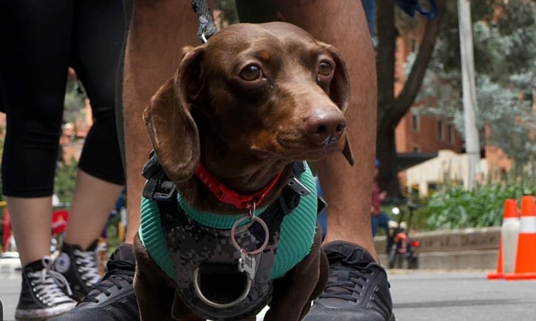 Perro salchicha participa en la Ruta Sabuesos de la Ciclovía de Bogotá, iniciativa para el bienestar de animales de compañía.