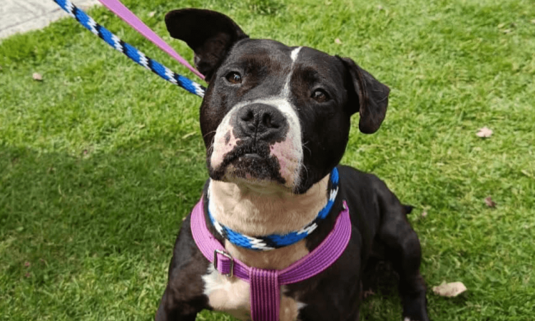 Primer plano de perro negro y blanco con arnés morado y collar azul, sentado sobre césped mientras permanece sujeto con una correa.