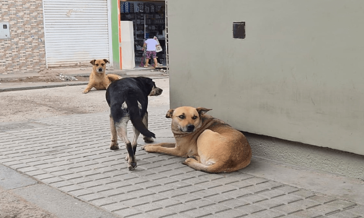 Tres perros permanecen en una calle residencial de Bogotá; dos descansan sobre el andén mientras otro camina entre ellos, en un entorno urbano con viviendas, locales comerciales y tránsito peatonal del sector.