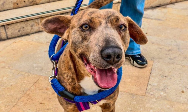 Primer plano de perro atigrado con arnés azul y morado, de pie sobre piso de piedra, mirando a la cámara mientras es sujetado con correa en un espacio urbano.