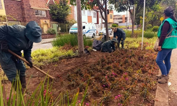 Personal del Jardín Botánico realiza labores de recuperación y mantenimiento floral en jardinera del barrio Palermo.