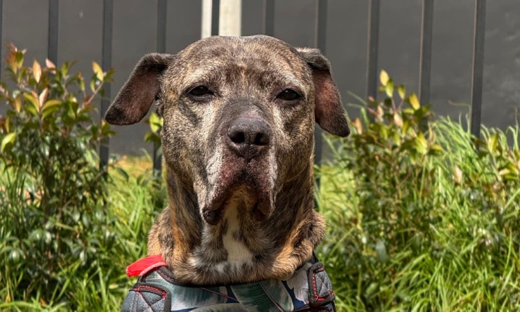 Astra Milagros, perrita pitbull de 15 años adoptada en Bogotá, posa en zona verde tras encontrar un nuevo hogar.