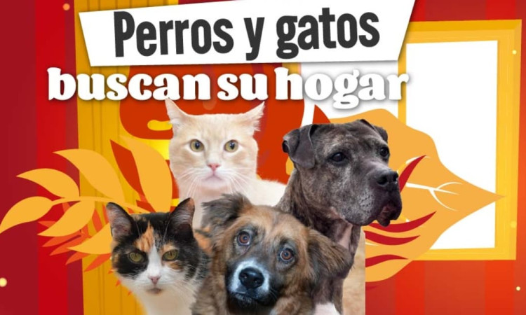 Portal “Perros y gatos buscan su hogar” para reportar y encontrar animales perdidos en Bogotá, con imágenes de perros y gatos.