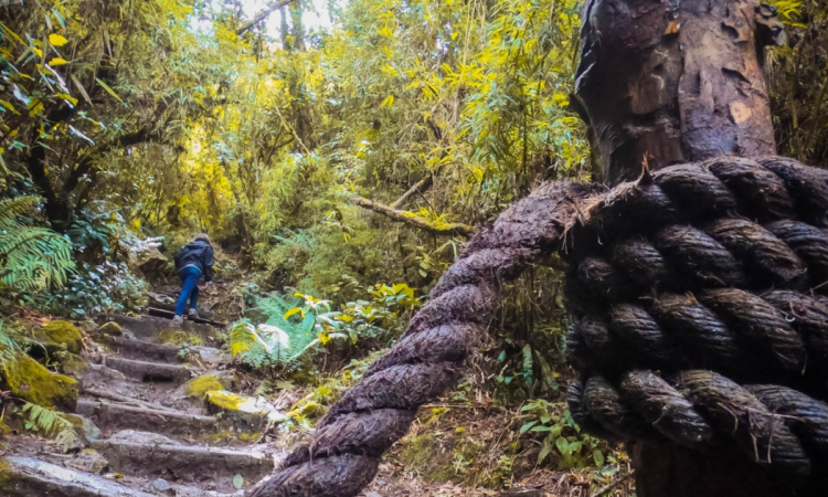 Foto que muestra árboles y un sendero ecológico 