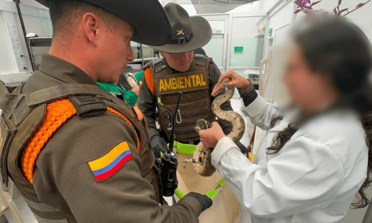 Foto que muestra dos policías y una mujer sosteniendo una boa con las manos