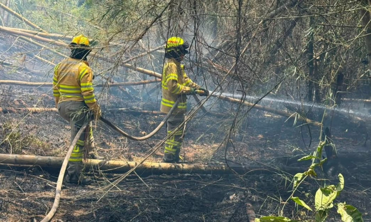 Foto de integrantes del Cuerpo de Bomberos de Bogotá apoyando labores de extinción de incendios forestales en Tolima.