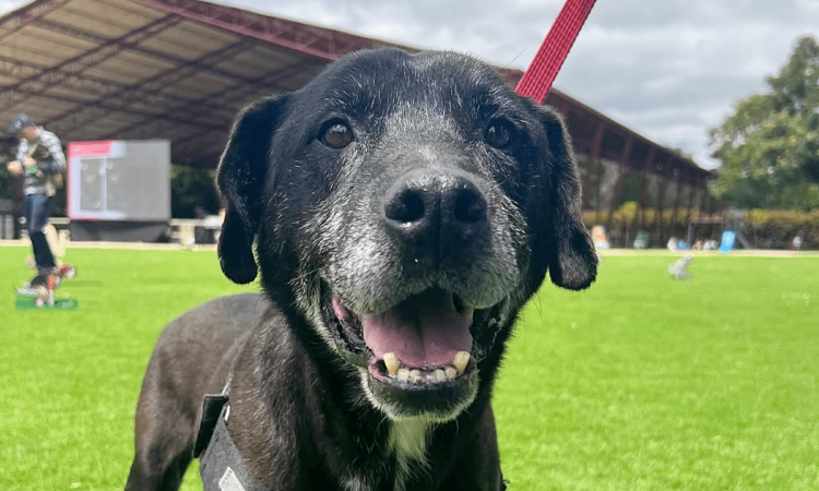 Perro negro de edad avanzada con arnés, en primer plano sobre una zona verde en Bogotá.