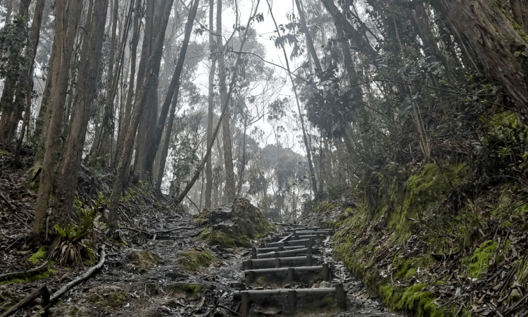 Foto que muestra un sendero ecológico y árboles de los Cerros Orientales de Bogotá.