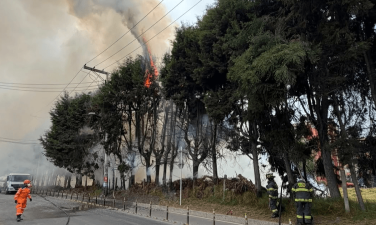 Foto que muestra árboles y bomberos apagando un incendio 