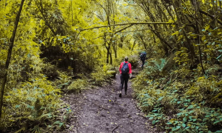 Foto que muestra una persona caminando por un sendero ecológico 