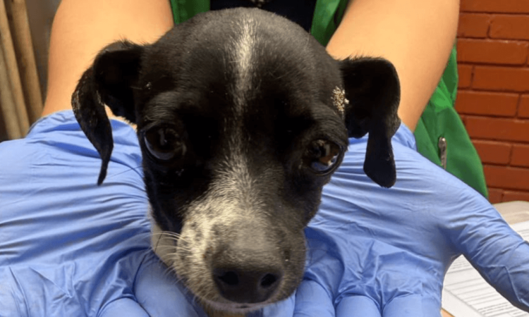 Perro de tamaño pequeño de pelaje negro y blanco, sostenido con una mano enguantada de color azul durante una revisión.