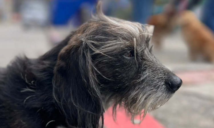 Foto de un perro negro 