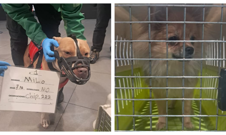 Foto de perros aprehendidos en el aeropuerto El Dorado de Bogotá