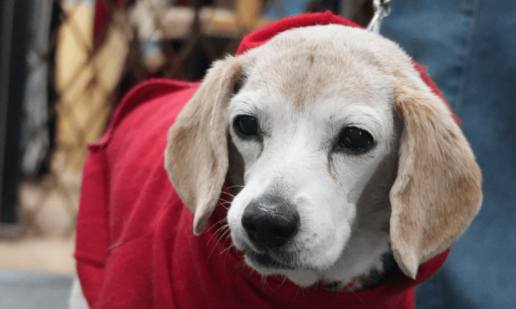 perro de pelaje claro con chaleco rojo permanece en primer plano mientras es sostenido con una correa. El fondo aparece desenfocado y muestra personas y estructuras de color azul en un entorno exterior.