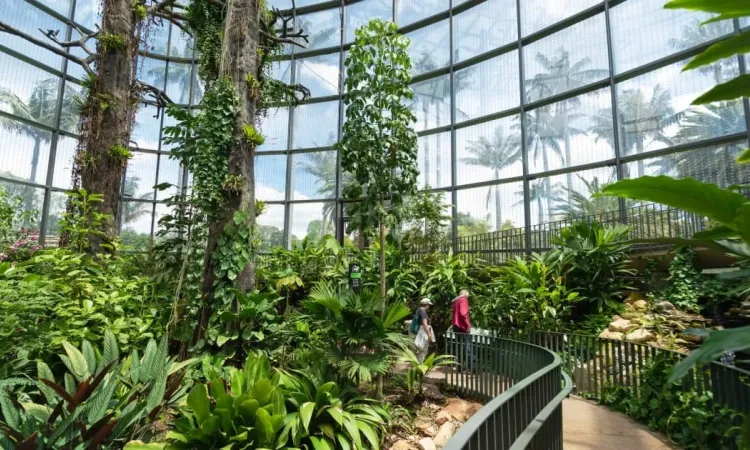 Interior del Tropicario del Jardín Botánico con sendero, vegetación de gran tamaño y estructura de vidrio.