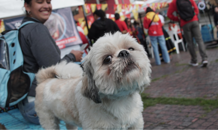 Foto de un perro raza shih tzu color blanco 