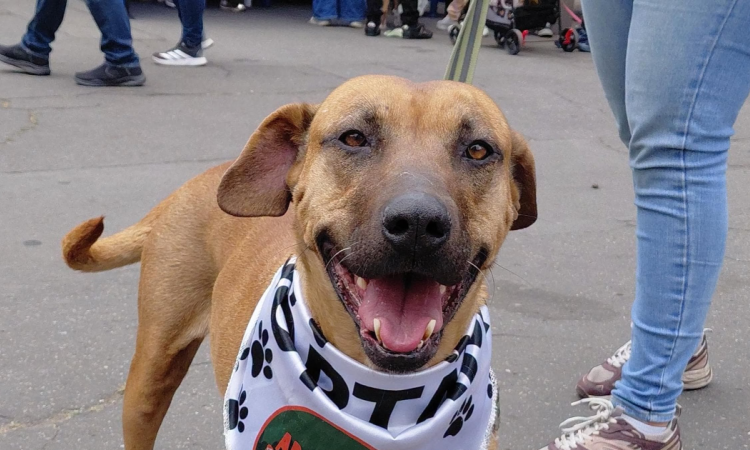 Perro de pelaje café y hocico oscuro, con pañuelo blanco estampado, sostenido con correa durante una jornada de adopción. El animal ocupa el primer plano de la imagen mientras, al fondo, se observan asistentes y mascotas en un espacio al aire libre.