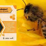 Convocatoria para adoptar colonias de abejas en zona rural de Bogotá 