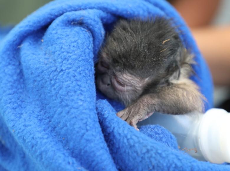 Primate en el nuevo Centro Temporal de Fauna Silvestre en Bogotá