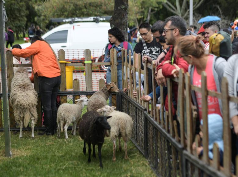 ies El Festival de Verano trae Finkana, otro plan para toda la familia con entrada libre y gratuita - Foto: I.D.R.D.