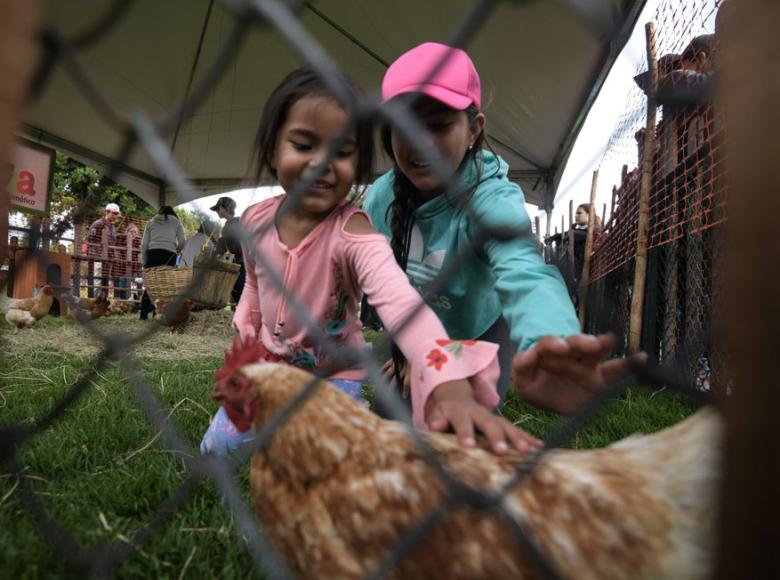 Las gallinas, un clásico del campo colombiano también están presentes en Finkana - Foto: I.D.R.D.