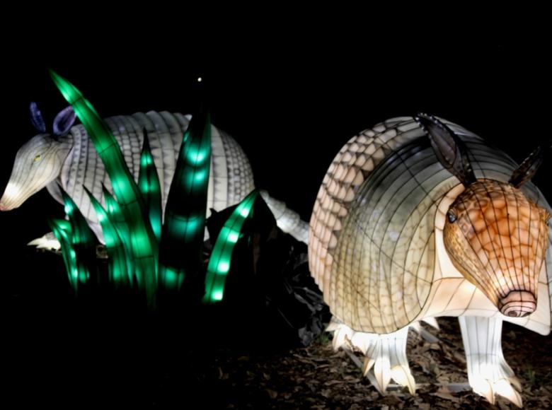 Los armadillos gigantes que habitan en los llanos orientales. - Foto: Jardín Botánico.