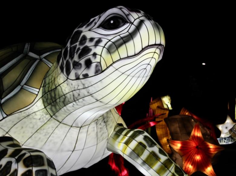 La tortuga marina, especie protegida que representa los mares de Colombia. - Foto: Jardín Botánico. 