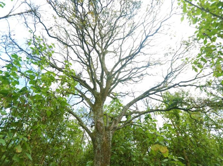 La Reserva acoge gran cantidad de aves endémicas y migratorias, reptiles, anfibios y pequeños mamíferos, vitales para el equilibrio ecológico.