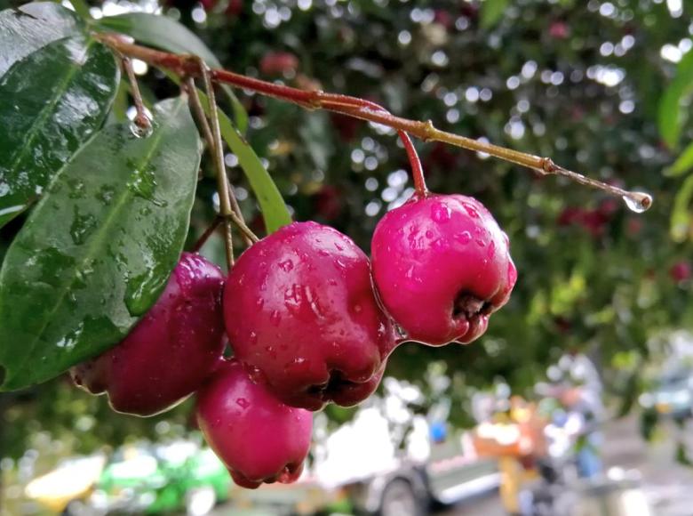 Este es el fruto del árbol llamado 'Eugenia' una de las especies más abundantes del arbolado de la ciudad.