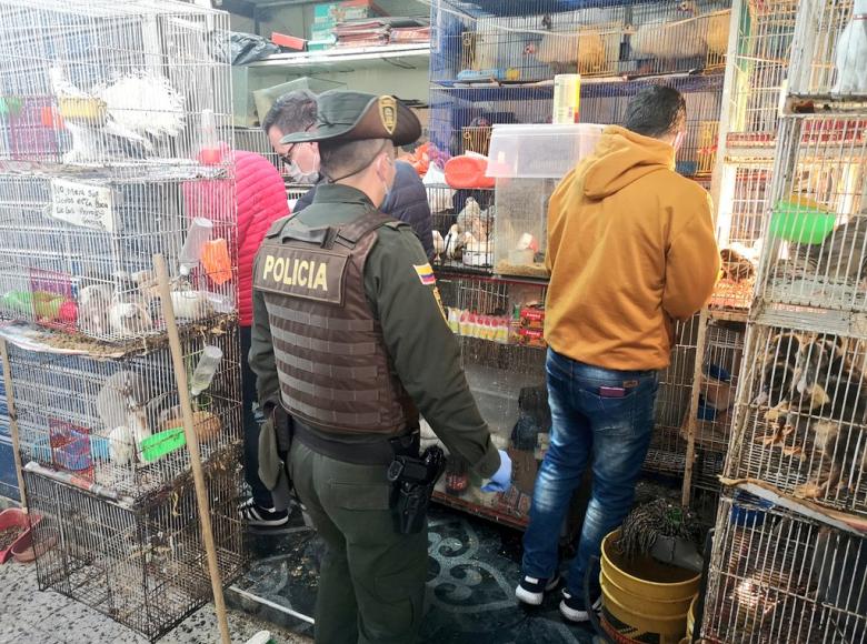 Los animales enfermos fueron aprehendidos y retirados por el Instituto de Protección y Bienestar Animal