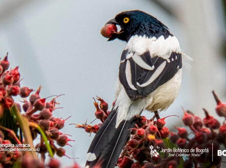 TANGARÁ URRACA: es una especie que se ha adaptado muy bien a la vida de la ciudad. Se alimenta de frutos e insectos.