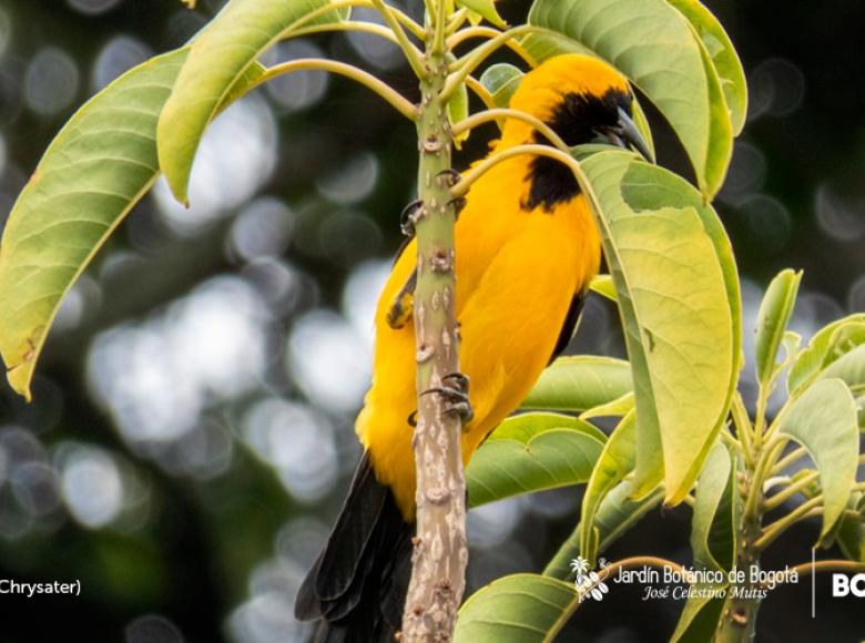 TURPIAL: sus plumas amarillas son brillantes, cantan desde las perchas altas de los árboles y les encanta el néctar de las flores.