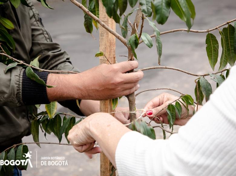 El Jardín Botánico visitará más sectores de Bogotá para seguir #ReplantandoConfianza.