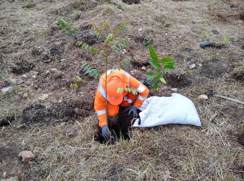 Este año se ha plantado un total de 17.461 árboles de diversas especies en la capital con el apoyo y conocimiento científico del Jardín Botánico.