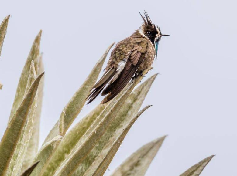 Al bardudito de páramo se le considera como el ave símbolo de los páramos y pertenece a la familia de los colibríes.