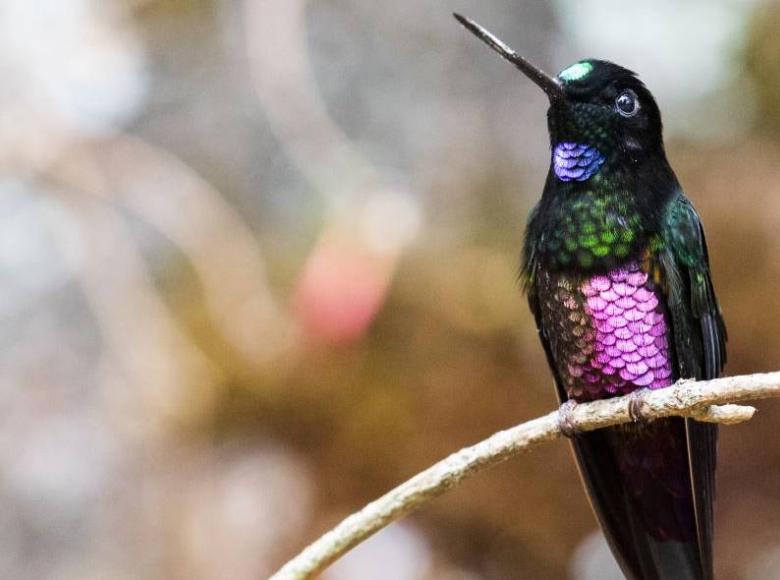 El coeligena helianthea, también llamado colibrí de vientre violeta disfruta tomar descansos en los humedales bogotanos.