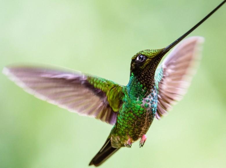 Ensifera ensifera es otra de las diversas especies de colibrí que habita en los cerros de Bogotá.