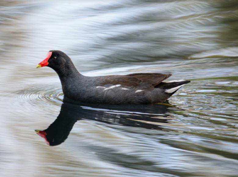 La gallinula chloropus o polla de agua habita en los estanques de agua dulce y se alimenta de pequeños animales acuáticos en los humedales.